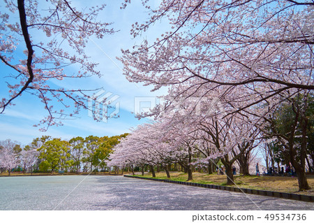 Landscape Of Yokohama City With Sakura Cherry Blossom, Japan Stock