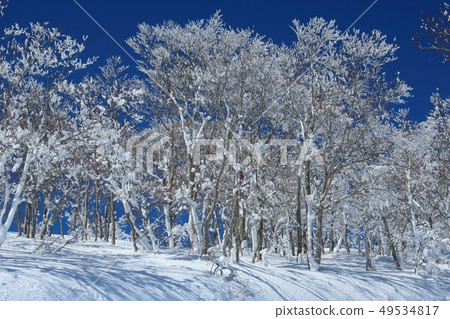 Yamagata Zao's ice crystal Yamagata Zao's ice crystal 49534817
