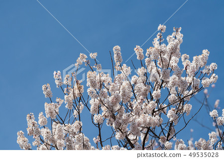 櫻花 櫻花 49535028
