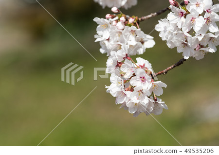 櫻花 櫻花 49535206