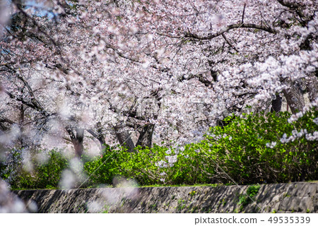 鴨川河床綠地鴨川公園櫻花 鴨川河床綠地鴨川公園櫻花 49535339