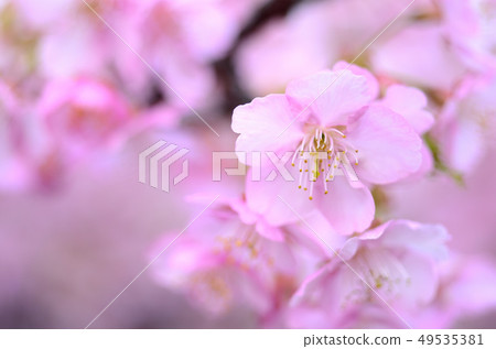 Kawazuzakura 49535381