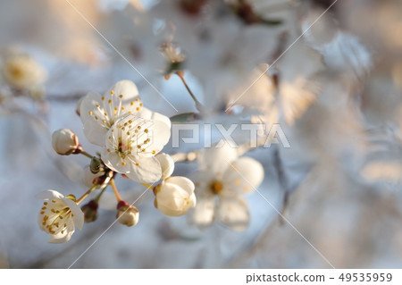 Spring flowers blooming on a tree Spring flowers blooming on a tree 49535959