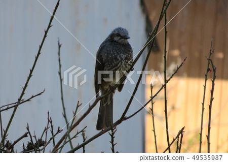 Brown-eared bulbulous on branches of trees Brown-eared bulbulous on branches of trees 49535987