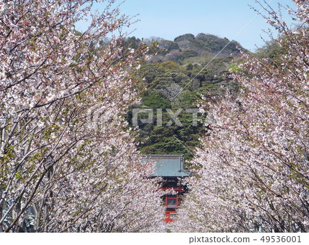 櫻花櫻櫻花櫻花 櫻花櫻櫻花櫻花 49536001