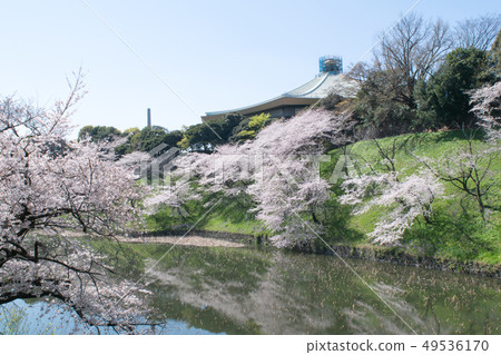 Ushibuchi Cherry Blossoms and Budokan, East of Kitanomaru Park, Tokyo 49536170