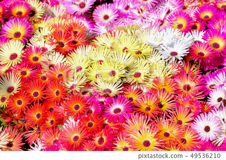 Livingston · Daisy Livingston · Daisy 49536210
