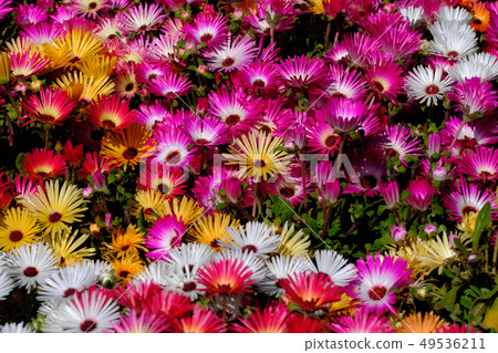 Livingston · Daisy Livingston · Daisy 49536211