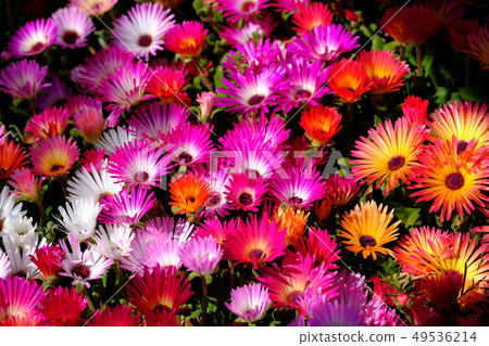 Livingston · Daisy 49536214