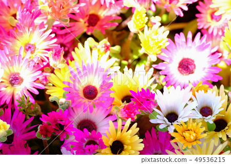 利文斯頓·黛西 49536215