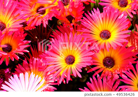 Livingston · Daisy 49536426