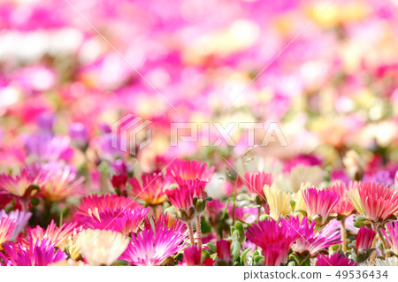 Livingston · Daisy 49536434