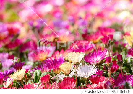 Livingston · Daisy Livingston · Daisy 49536436