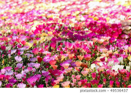 Livingston · Daisy Livingston · Daisy 49536437