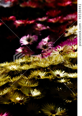 Livingston · Daisy 49536441