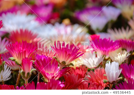 利文斯頓·黛西 49536445