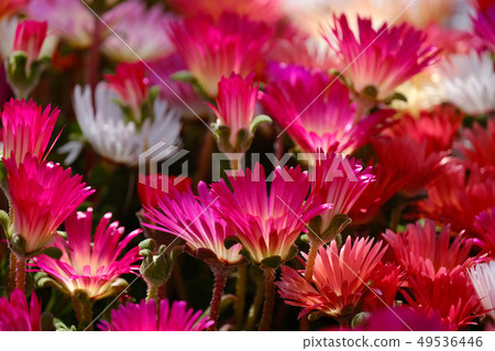 利文斯頓·黛西 49536446