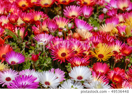 Livingston · Daisy 49536448