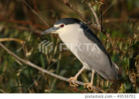 Great blue heron 49536701