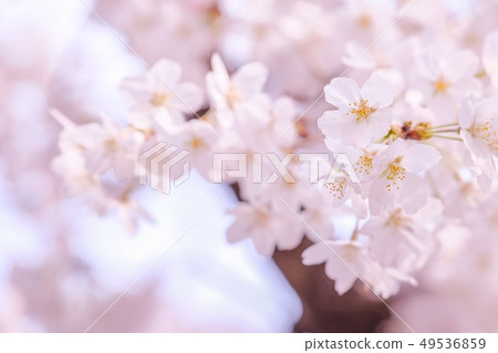 櫻桃樹 櫻桃樹 49536859