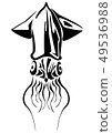 squid  49536988