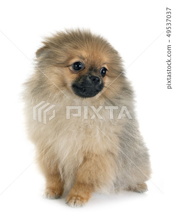 puppy pomeranian in studio 49537037