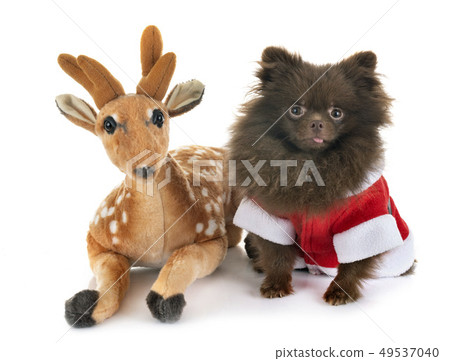 puppy pomeranian in studio 49537040