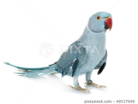 Rose-ringer parakeet in studio 49537049