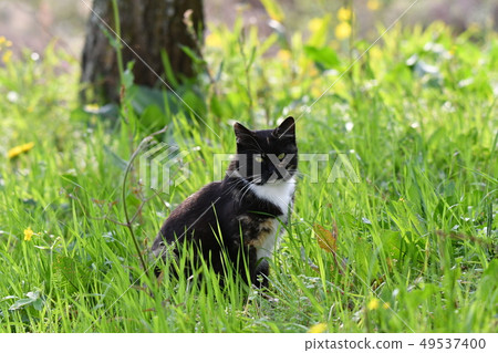 Cat · stray cat · rust pattern · black chan · cute · sunny · relaxing · March 49537400