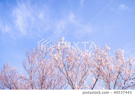  Sakura flower Aiten Shunten Saura Sakura Somei Yoshino Sakura Yoshino cherry blossom sakura 49537443