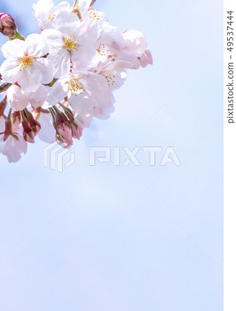  Sakura flower Aiten Shunten Saura Sakura Somei Yoshino Sakura Yoshino cherry blossom sakura 49537444