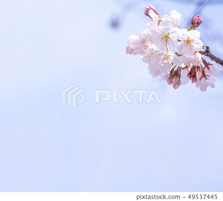 Sakura flower Aiten Shunten Saura Sakura Somei Yoshino Sakura Yoshino cherry blossom sakura Sakura flower Aiten Shunten Saura Sakura Somei Yoshino Sakura Yoshino cherry blossom sakura 49537445