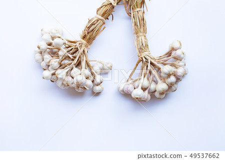 Garlic on white background. 49537662