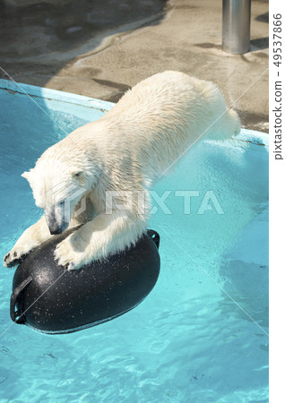 北極熊潛水潛水 49537866