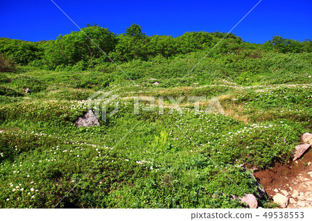 Table snowball flower field seen from Daisetsuzan Akadake mountain trail Table snowball flower field seen from Daisetsuzan Akadake mountain trail 49538553
