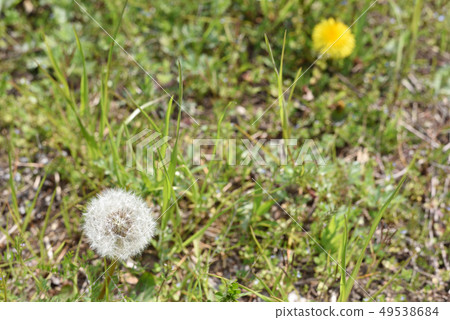 Dandelion and fluff 49538684