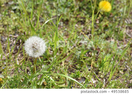 Dandelion and fluff 49538685