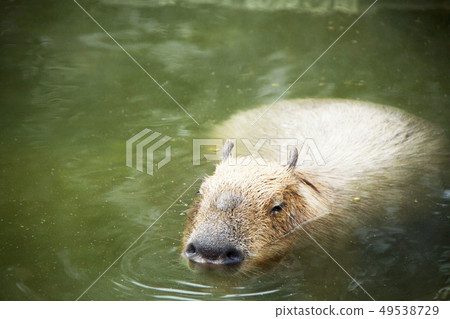 水豚露天浴池(伊豆Shaboten動物園) 水豚露天浴池(伊豆Shaboten動物園) 49538729