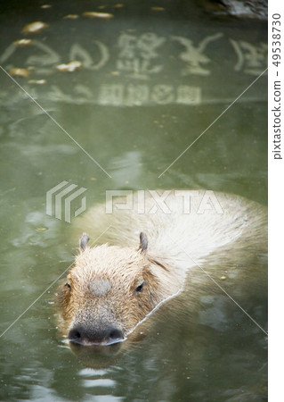 水豚露天浴池（伊豆Shaboten動物園） 49538730