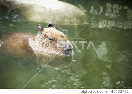 水豚露天浴池（伊豆Shaboten動物園） 49538731