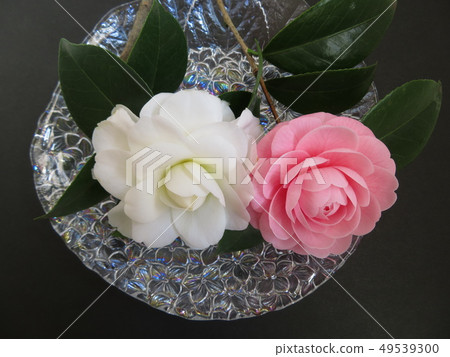 山茶花花粉紅色和白色 山茶花花粉紅色和白色 49539300