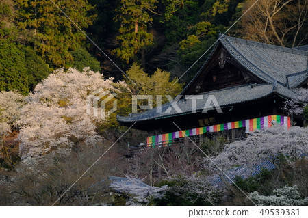 Cherry blossoms at Hase-dera Temple (Sakurai, Nara) 49539381