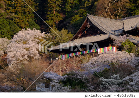 Cherry blossoms at Hase-dera Temple (Sakurai, Nara) 49539382