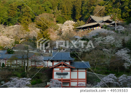 Cherry blossoms at Hase-dera Temple (Sakurai, Nara) Cherry blossoms at Hase-dera Temple (Sakurai, Nara) 49539383