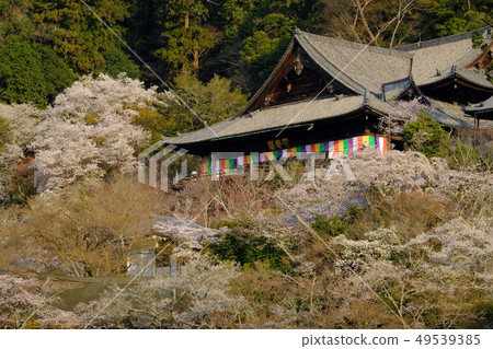 長谷寺的櫻花(奈良櫻井) 長谷寺的櫻花(奈良櫻井) 49539385