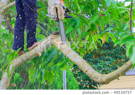 lumberjack. man with saw climb on the tree lumberjack. man with saw climb on the tree 49539757