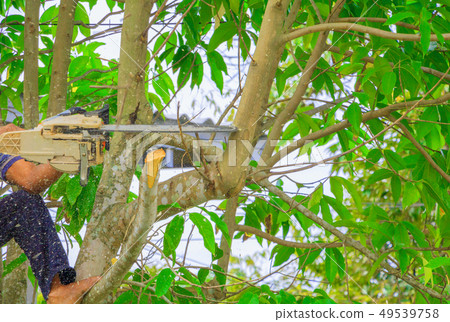 lumberjack. man with saw climb on the tree. lumberjack. man with saw climb on the tree. 49539758