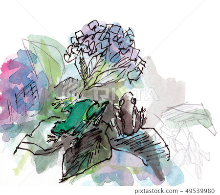 Hydrangea and frog 49539980