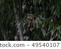 Bamboo Forest and Sanshu Fruit 49540107