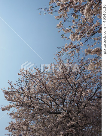 Spring image (Sakura flower) 49540136